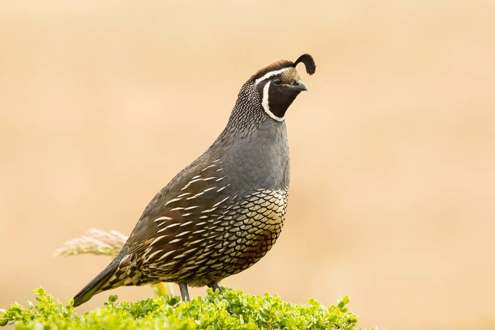 Male California Quail